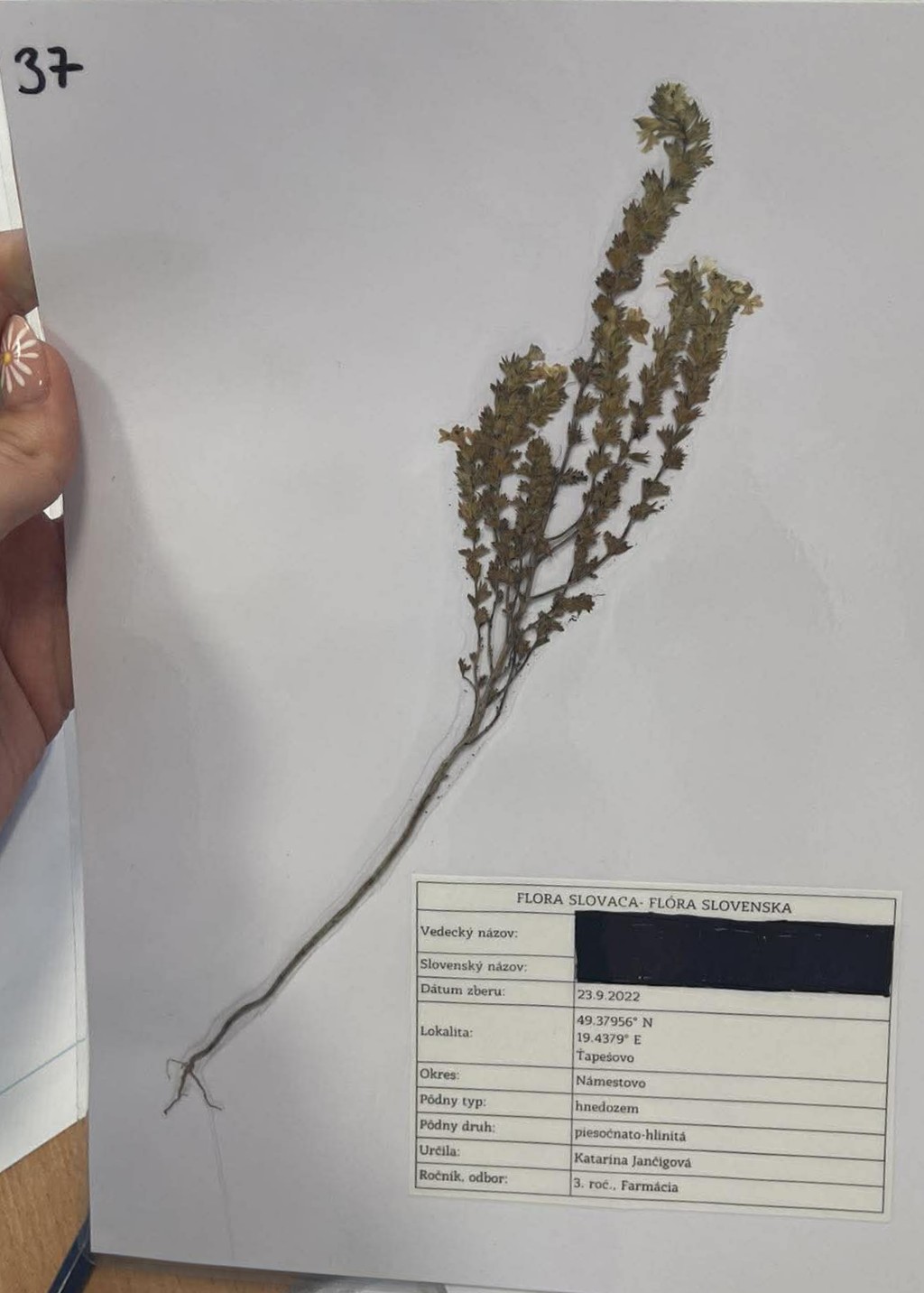 Rastlina Euphrasia officinalis